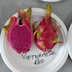 Ejder Meyvesi Pitaya Vietnam Red