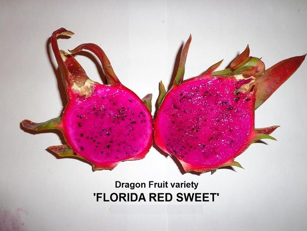 Ejder Meyvesi Pitaya Florida Red Sweet