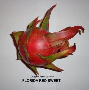 Ejder Meyvesi Pitaya Florida Red Sweet