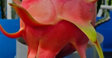 Ejder Meyvesi Pitaya Townsend Pink
